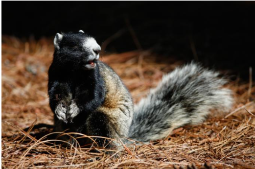 U.S. Open 2024: Min Woo Lee confronts Pinehurst fox squirrel, lives to tell the tale