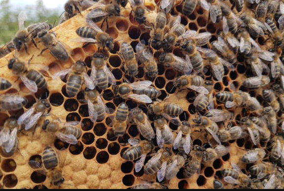 Golf course worker dies in bee swarm attack in Arizona